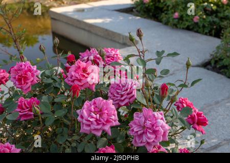 Dunkelrosa floribunda Strauchrose Doppelblüten und Knospen im Garten. Stockfoto