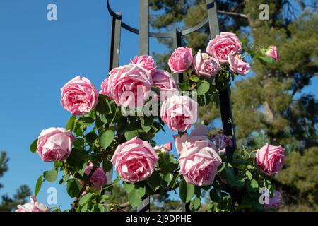 Blass rosa altmodische Kletterrose blüht auf dem klaren blauen sk Stockfoto