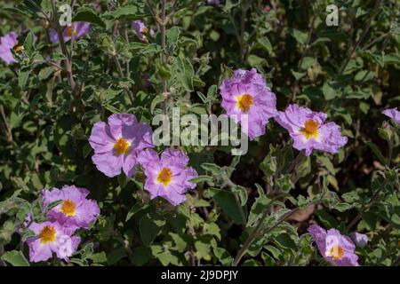 Cistus creticus oder rosafarbene Felsenrose oder hory Felsenrose blühende Pflanze im sonnigen Garten Stockfoto