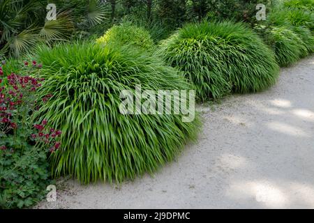 Hakonechloa macra oder japanische Waldgras Zierpflanze mit kaskadierenden Hügeln von üppigem grünem Laub im schattigen Garten Stockfoto