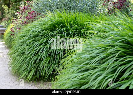 Hakonechloa macra oder hakone Gras oder japanisches Waldgras Bambus-ähnliche Zierpflanze mit kaskadierenden Hügeln von üppig grünem Laub Stockfoto