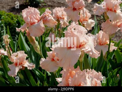 Bärtige Irissorte blüht mit hellrosa Standards und Stürzen und Korallenbart. Stockfoto