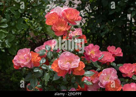 Strauchrose halb-doppelter Lachs blüht im sonnigen Garten. Üppige Clusterblüte. Stockfoto