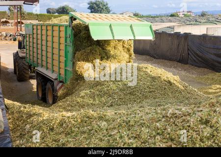 Dump Track Entladen Shredde Mais Stockfoto