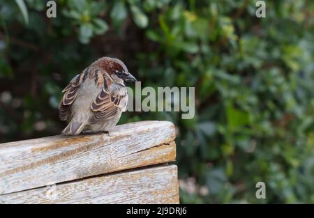 Eine Nahaufnahme eines Spatzenvogels, der auf einer Holzbank thront. Portrait des eurasischen Baumspergels, Ornithologie und Vogelbeobachtungskonzept. Sperling bir Stockfoto