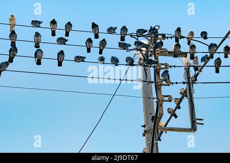 Strommasten und Hochspannungskabel an den Polen. Vögel Tauben an elektrischen Polen. Vögel sitzen in einer Reihe auf einem elektrischen Kabel. Blau sk Stockfoto