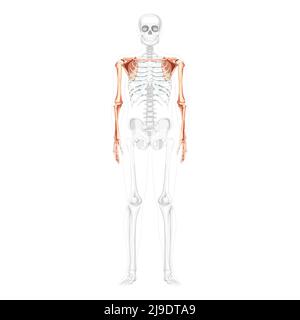 Skelett obere Extremitäten Arme mit Schultergurt menschliche Vorderansicht mit teilweise transparenter Knochenposition. Anatomisch korrekte Hände, Schulterblatt, Unterarme realistisch flach Vektordarstellung isoliert Stock Vektor