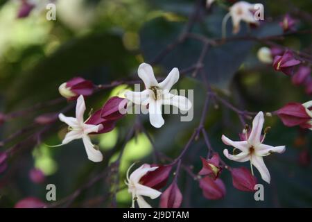 CLERODENDRUM TRICHOTOMUM. ALLGEMEIN BEKANNT ALS HARLEQUIN GLORYBOWER, GLORY TREE ODER ERDNUSSBUTTERBAUM. Stockfoto