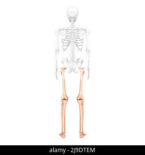 Skelett Oberschenkel und Beine untere Extremität menschliche Rückenansicht mit teilweise transparenter Knochenposition. Tibia, Fuß realistische Ebene natürliche Farbkonzept Vektor-Illustration der Anatomie isoliert auf weißem Hintergrund Stock Vektor