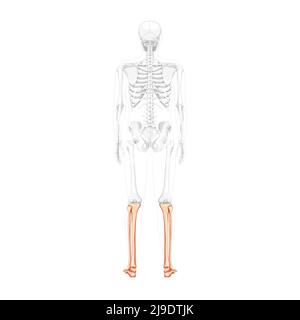 Skelett Bein Tibia, Fibula, Fuß, Knöchel menschlicher Rücken hintere Rückenansicht mit teilweise transparenter Knochenposition. Anatomisch korrekt realistische flache natürliche Farbkonzept Vektordarstellung isoliert Stock Vektor