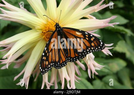 NAHE AUFNAHME EINES MONARCHFALTERS (DANAUS PLEXIPPUS), DER NECTAR AUS DER DAHLIENBLÜTE 'LAURA CHRISTINE' SAUGT, NEU-SÜDWALES, AUSTRALIEN. Stockfoto