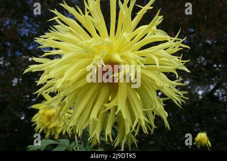NAHE AUFNAHME DER GEFRANSTEN BLÜTENBLÄTTER DER GELBEN DAHLIE 'OTARA JUBILEE' IN VOLLER BLÜTE. AUSTRALIEN. Stockfoto