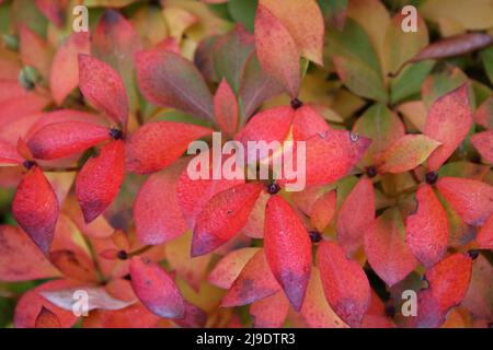 ENKIANTHUS CAMPANULATUS BLÄTTER GEBEN BRILLANTE KUPFERFARBENE BIS ROTE HERBSTFARBEN Stockfoto