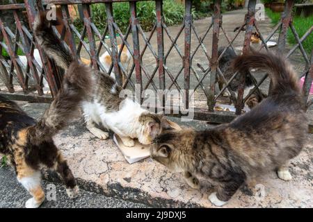 Verlassene Katzen an einem privaten Ort gesehen. Stadt Salvador im brasilianischen Bundesstaat Bahia. Stockfoto