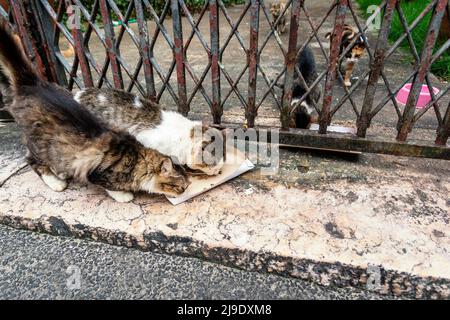 Verlassene Katzen an einem privaten Ort gesehen. Stadt Salvador im brasilianischen Bundesstaat Bahia. Stockfoto