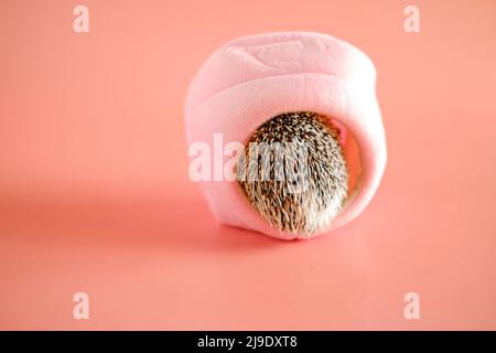 Haus für einen Igel.Afrikanischer Igel in einem rosa weichen Haus auf einem rosa Hintergrund. Stockfoto