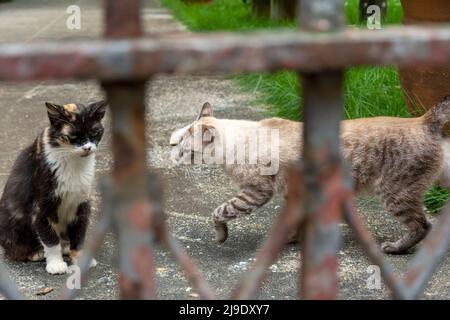 Verlassene Katzen an einem privaten Ort gesehen. Stadt Salvador im brasilianischen Bundesstaat Bahia. Stockfoto