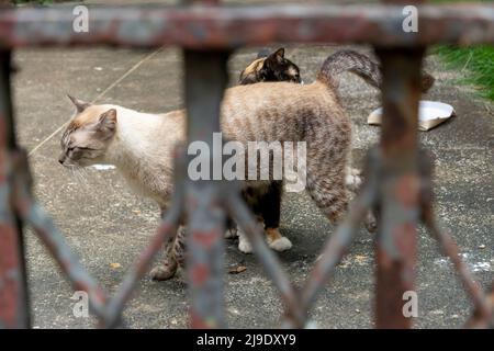 Verlassene Katzen an einem privaten Ort gesehen. Stadt Salvador im brasilianischen Bundesstaat Bahia. Stockfoto