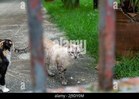 Verlassene Katzen an einem privaten Ort gesehen. Stadt Salvador im brasilianischen Bundesstaat Bahia. Stockfoto