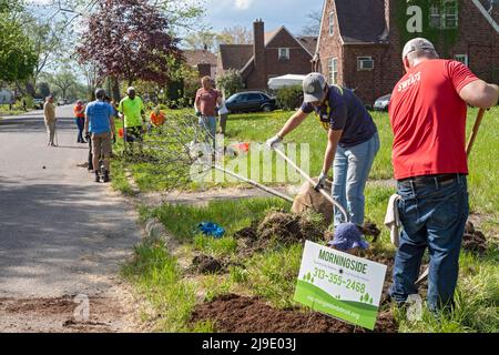 Detroit, Michigan - Freiwillige von The Greening of Detroit und der Morningside Community Organization Pflanzen Bäume auf der Ostseite von Detroit. Stockfoto