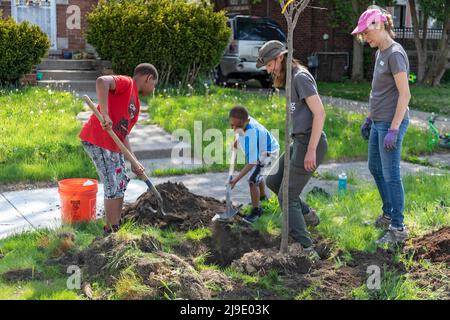 Detroit, Michigan - Freiwillige von The Greening of Detroit und der Morningside Community Organization Pflanzen Bäume auf der Ostseite von Detroit. Stockfoto