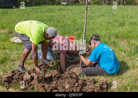 Detroit, Michigan - Freiwillige von The Greening of Detroit und der Morningside Community Organization Pflanzen Bäume auf der Ostseite von Detroit. Stockfoto