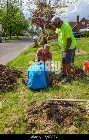 Detroit, Michigan - Freiwillige von The Greening of Detroit und der Morningside Community Organization Pflanzen Bäume auf der Ostseite von Detroit. Stockfoto