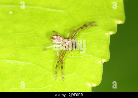 Blumenspinne (Dianea ambara), die eine Fliege frisst Stockfoto