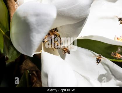 Honigbienen sammeln im Rausch Pollen von einer weißen Magnolie, die im Frühjahr in geringer Tiefenschärfe aufblüht Stockfoto