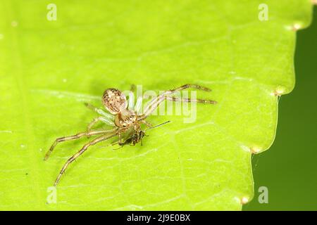 Blumenspinne (Dianea ambara), die eine Fliege frisst Stockfoto