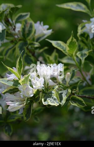 Nahaufnahme von Weigela-Blüten. Weigela, ein Mitglied der Familie der Geißbären, ist ein im Garten herausragender Strauch, der im frühen Frühjahr blüht. Stockfoto