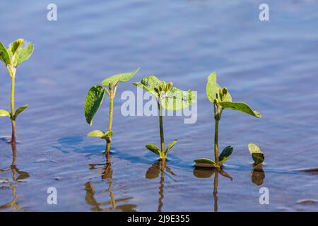 Sojabohnenpflanzen in überschwemmten Feldern. Konzept der Feldflutung, Ernteschäden und Ernteversicherung. Stockfoto