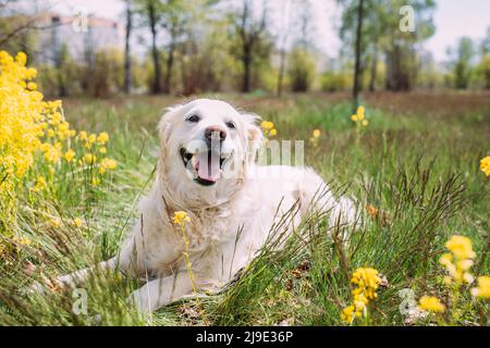 Der ausgewachsene Hund labrador Retriever liegt auf dem Gras zwischen gelben Blüten Stockfoto