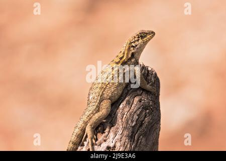 Schwanzeidechse, die auf einem Stumpf in der Sonne ruht Stockfoto