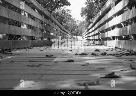 Schwarz-weiße Mangrovenlandschaften von der Promenade aus Stockfoto