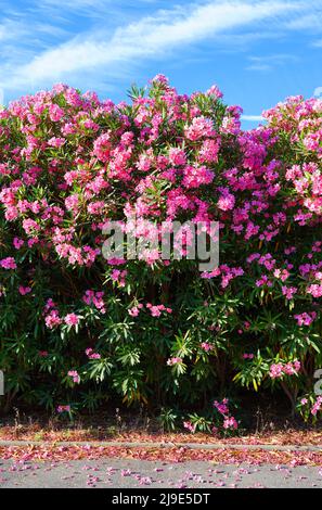 Rosa Blütenstände von nerium Oleander Stockfoto