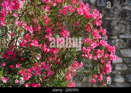 Rosa Blütenstände von nerium Oleander Stockfoto