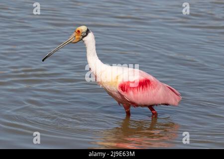Der Rosenlibber (Platalea ajaja), der im Teich des Resoft Park füttert Stockfoto