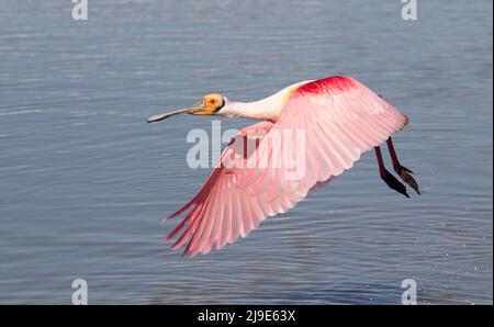 Der Rosenlibber (Platalea ajaja) im Flug Stockfoto
