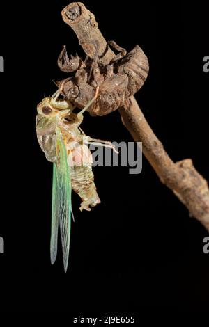 Ein neugeborenes resh cicada (Megatibicen resh) Molding. Galveston, Texas Stockfoto