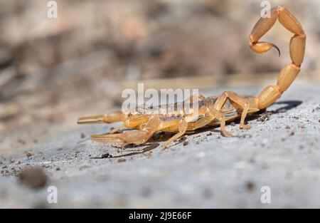 Der gestreifte Rindenkorpion (Centruroides vittatus) Stockfoto