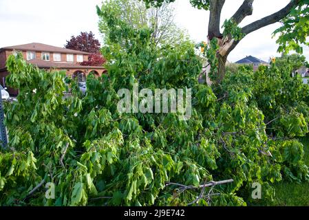 Starke Winde und heftiger Regen verursachen in Teilen von Ontario, Kanada, Baumstürze. Stockfoto