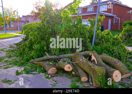 Reinigung der umgestürzten Bäume und Äste, die nach einem Sturm auf Ontario, Kanada, Straßenschließungen verursachen Stockfoto