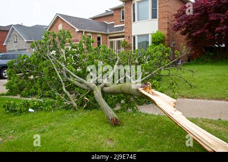 Windstürme und heftige Regenfälle führen in Teilen von Ontario, Kanada, zu einem Baumumschlag. Stockfoto