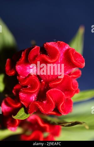 Rote Blüte Nahaufnahme Celosia argentea Familie amaranthaceae botanischen Hintergrund hohe Qualität große Größe Drucke Stockfoto