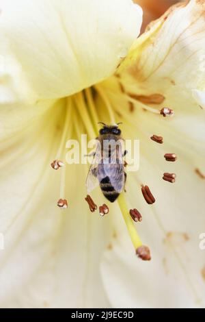 Eine Biene in einer Rhododendron-Blume. Stockfoto