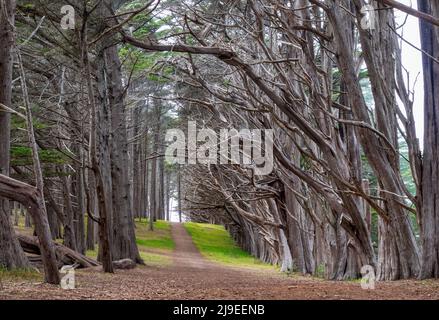 Zypressen-Tunnel im J V Fitzgerald Marine Reserve, Kalifornien, an einem nebligen Nachmittag Stockfoto