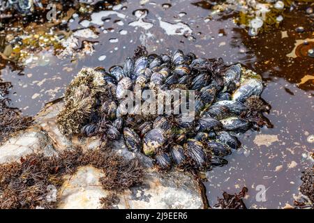 Wilde schwarze Muscheln, die dicht beieinander auf Küstengesteinen im J V Fitzgerald Marine Reserve, Kalifornien, wachsen Stockfoto