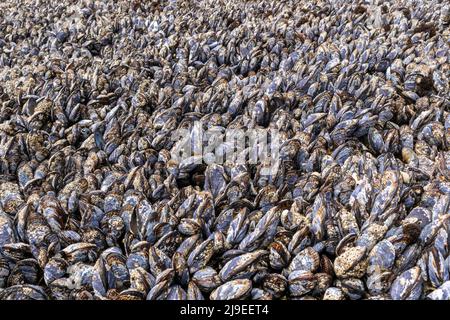 Wilde schwarze Muscheln, die dicht beieinander auf Küstengesteinen im J V Fitzgerald Marine Reserve, Kalifornien, wachsen Stockfoto