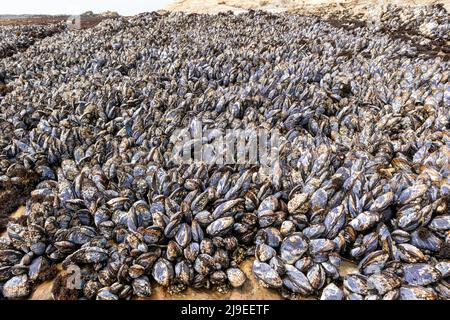 Wilde schwarze Muscheln, die dicht beieinander auf Küstengesteinen im J V Fitzgerald Marine Reserve, Kalifornien, wachsen Stockfoto